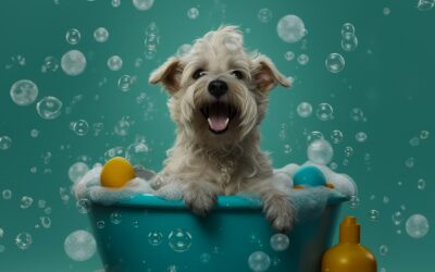 5 Key Rules for dog coat care