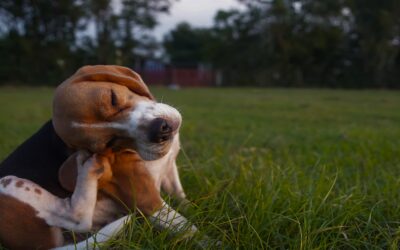 5 Most common myths about fleas and their control – facts vs. fiction