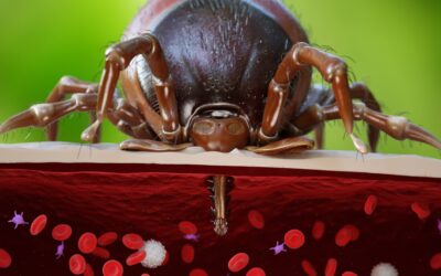 Babesiosis in Pets