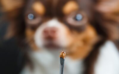 Facts and myths about ticks: What should you really be afraid of?