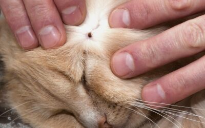 The best way to remove a tick